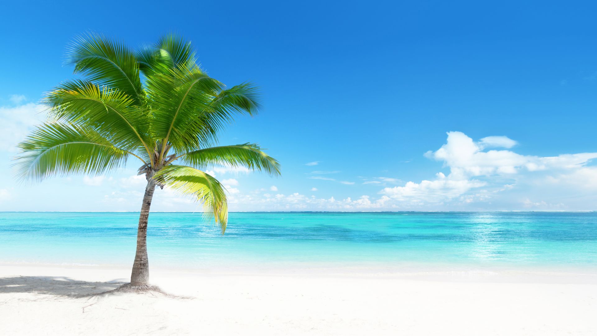 A Beach With Palm Trees In Front Of A Body Of Water