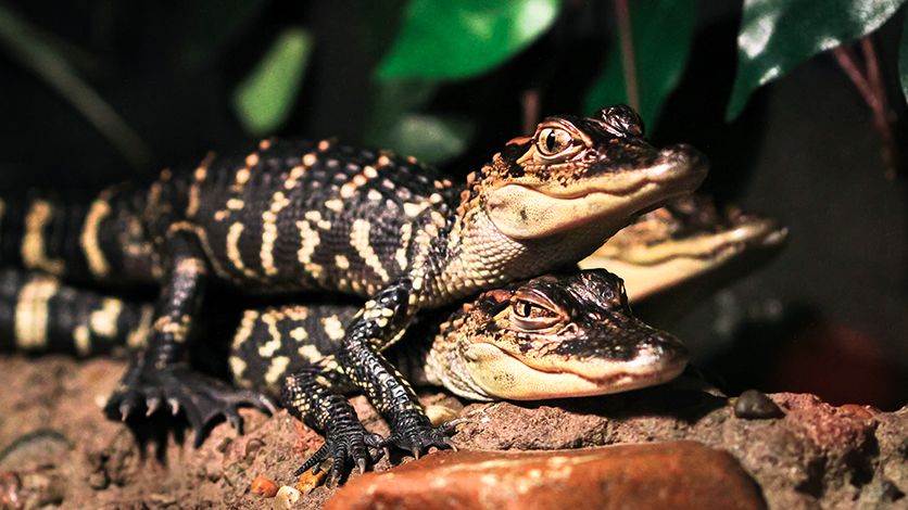 Close up of baby alligators