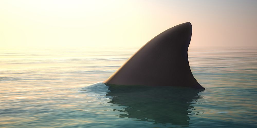 A Large Whale Fin In The Water