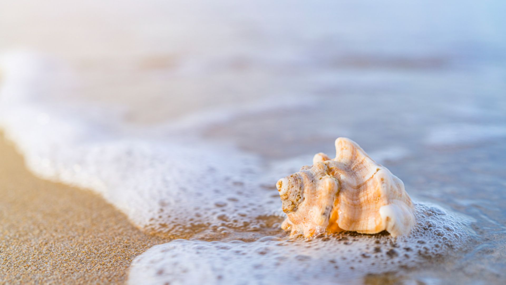 A Seashell On A Beach