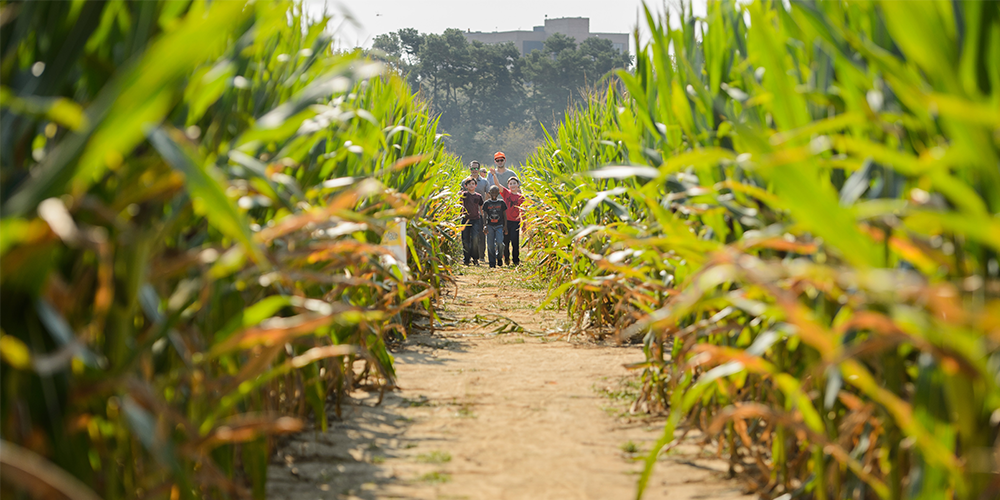 A Group Of People Walking On A Path Between Plants