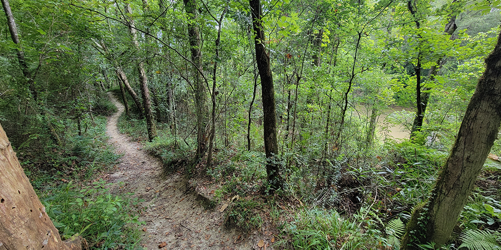 A Dirt Path Through A Forest
