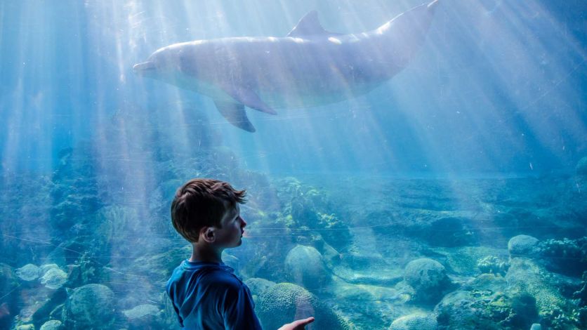 Young boy looking at a dolphin