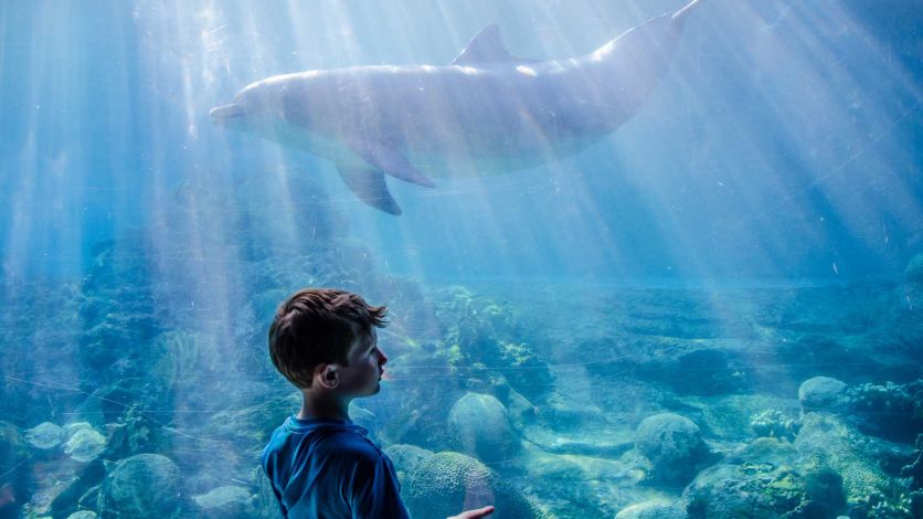 Young boy looking at a dolphin