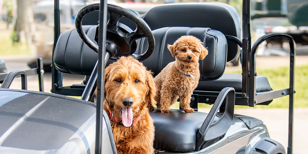 A Couple Of Dogs Sitting In A Car